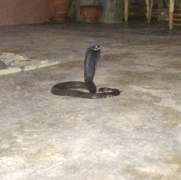 Cobra on the Hunt! Snake City