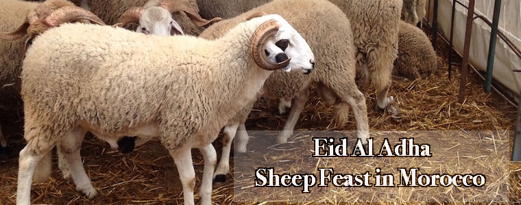 Eid al Adha, Sheep Feast in Morocco, Sacrifice, holiday