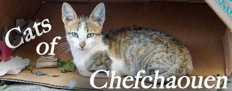 Cats of Chefchaouen