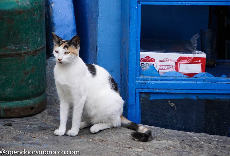 Cats of Chefchaouen 5