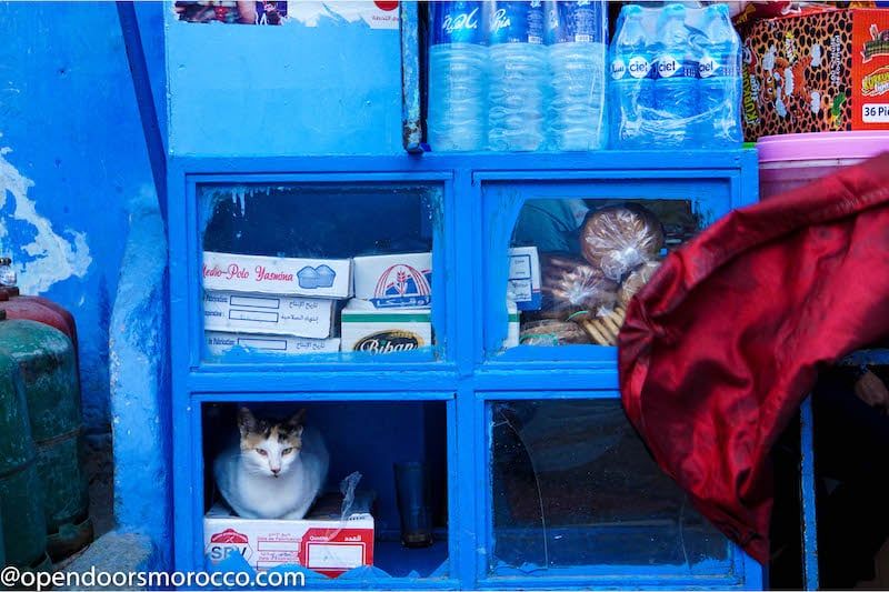 Cats of Chefchaouen 8