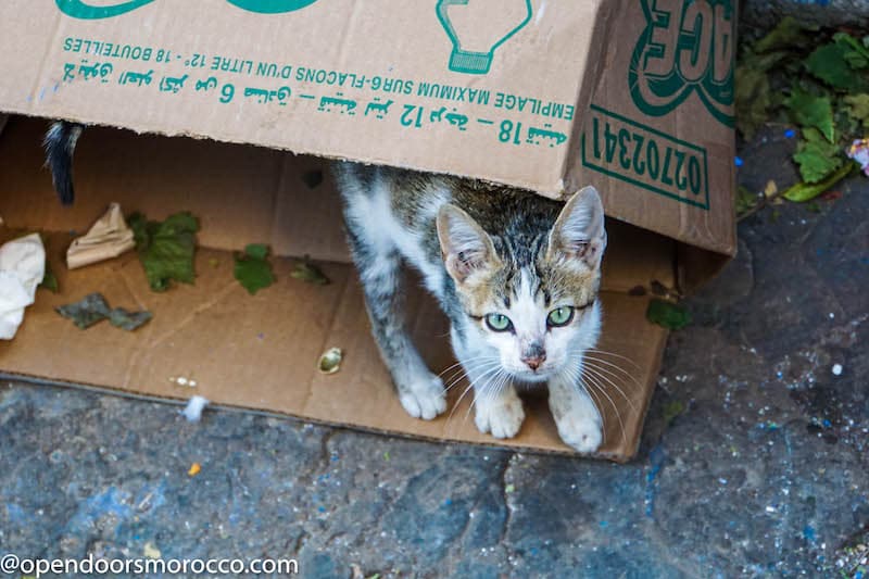 Cats of Chefchaouen 4