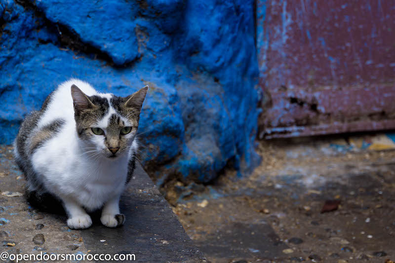 Cats of Chefchaouen 9