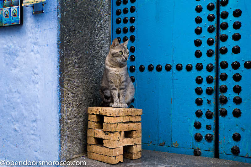 Cats of Chefchaouen 6