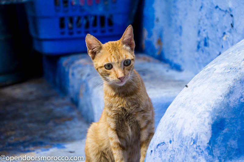 Cats of Chefchaouen 2