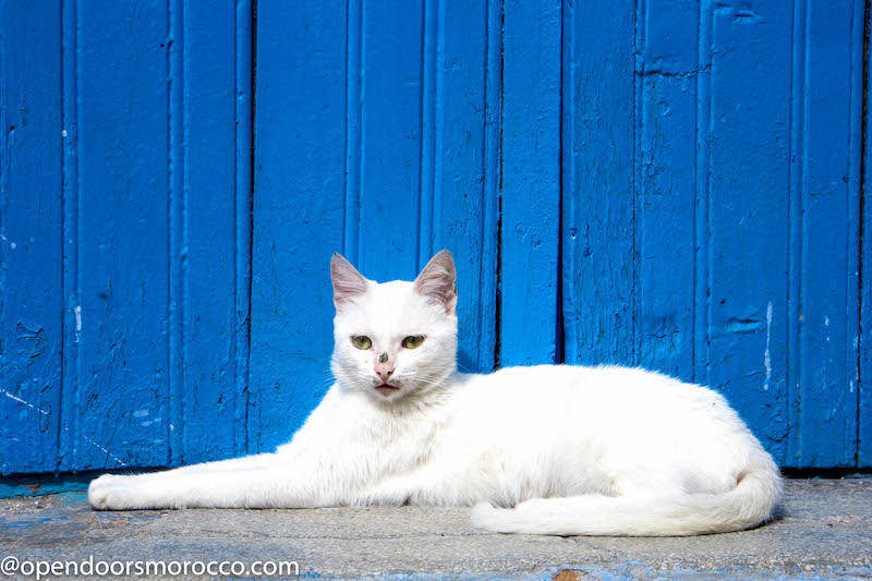 Cats of Chefchaouen 7