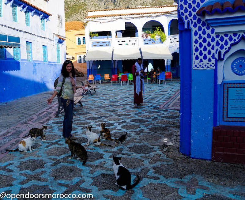 Cats of Chefchaouen 10