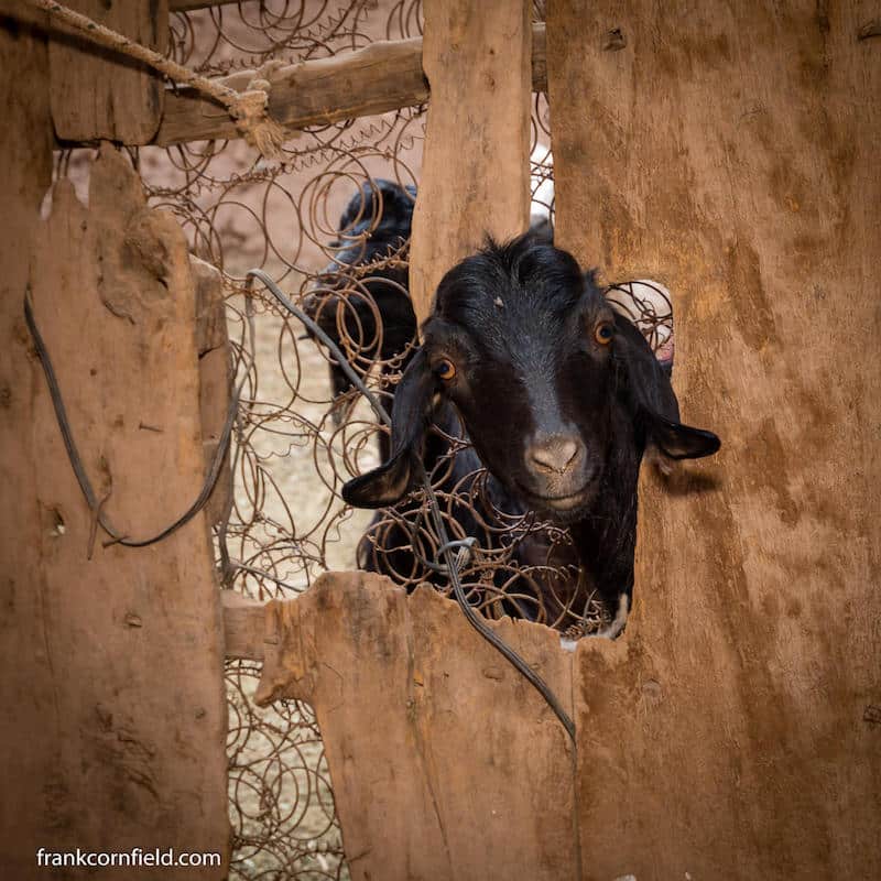 goat in kasbah