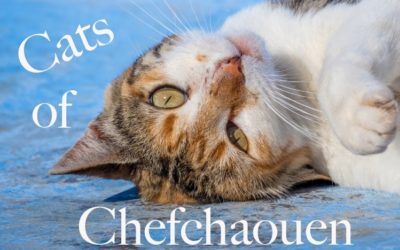 Cats of Chefchaouen, Morocco