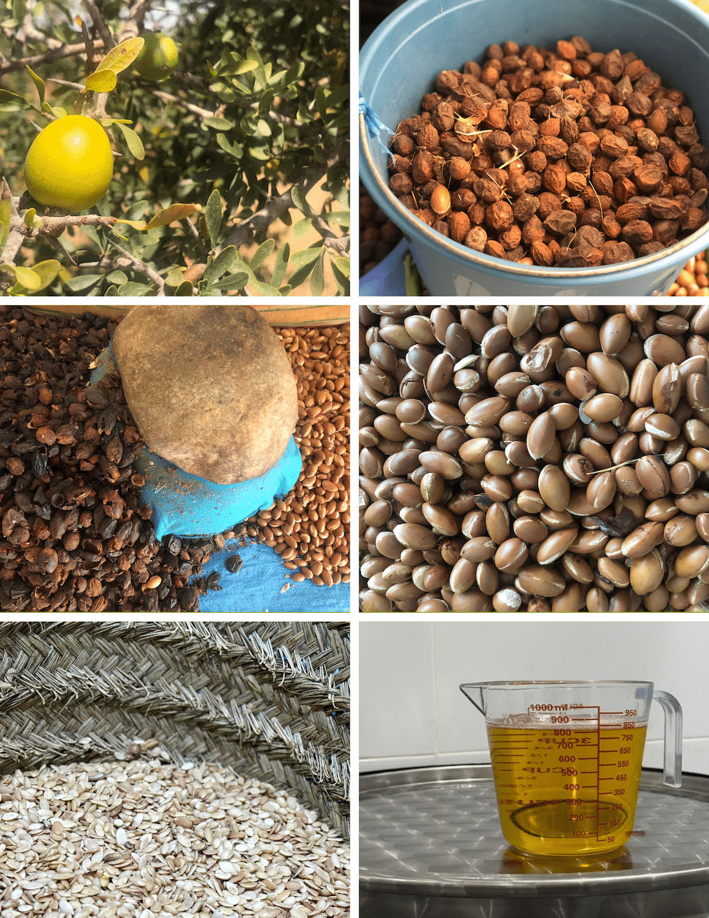 6 different images representing the 6 individual stages of the production of argan oil from the tree to the oil