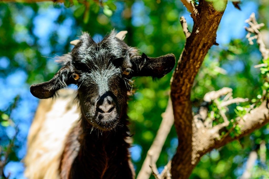 A Moroccan goat perched on a tree ready to feed on an argan fruit - a necessary step in the production of argan oil in Morocco