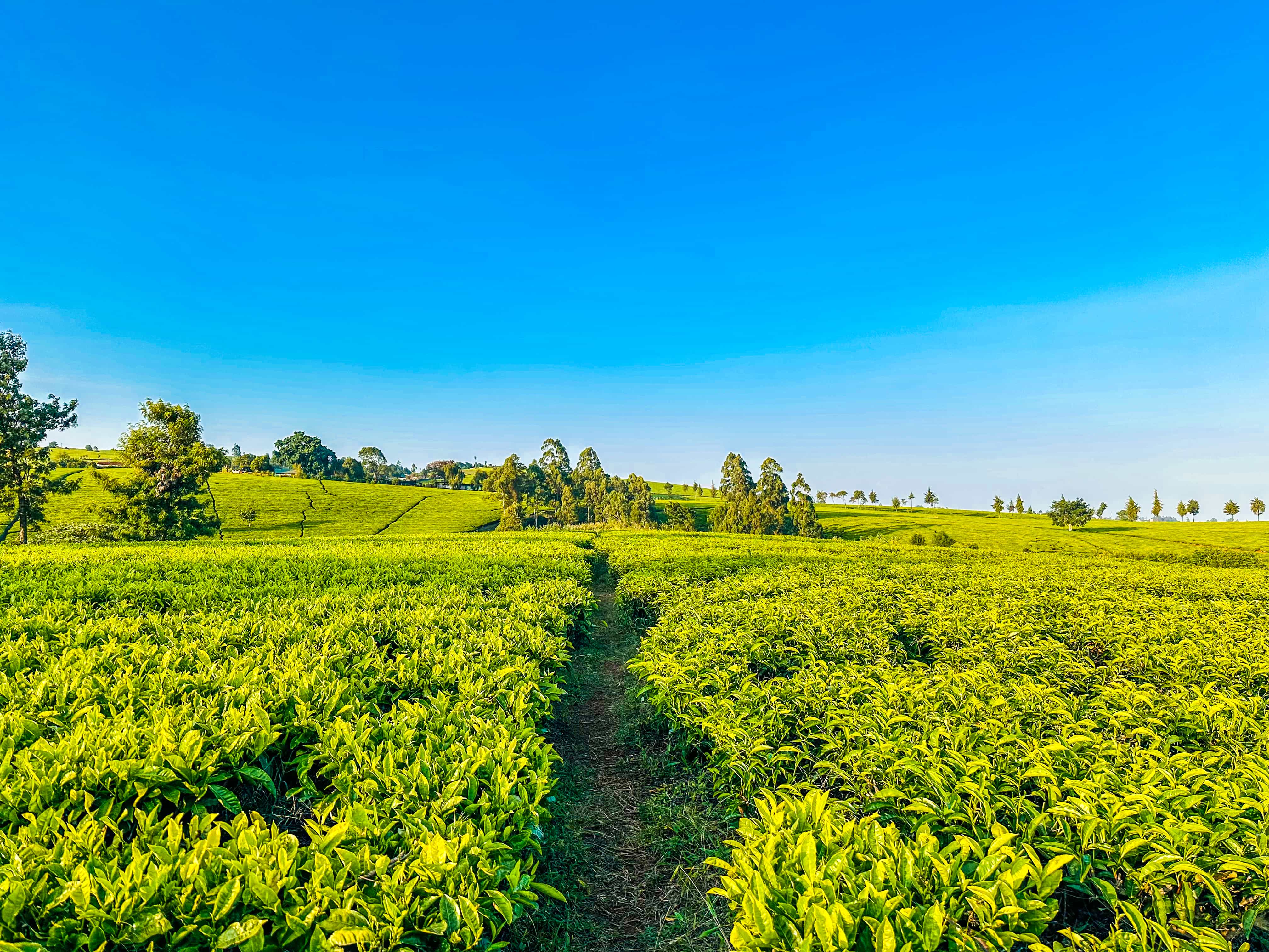 Kawamwaki Farm – Eco-Retreat, Horse Riding & Nature Tours in Tigoni