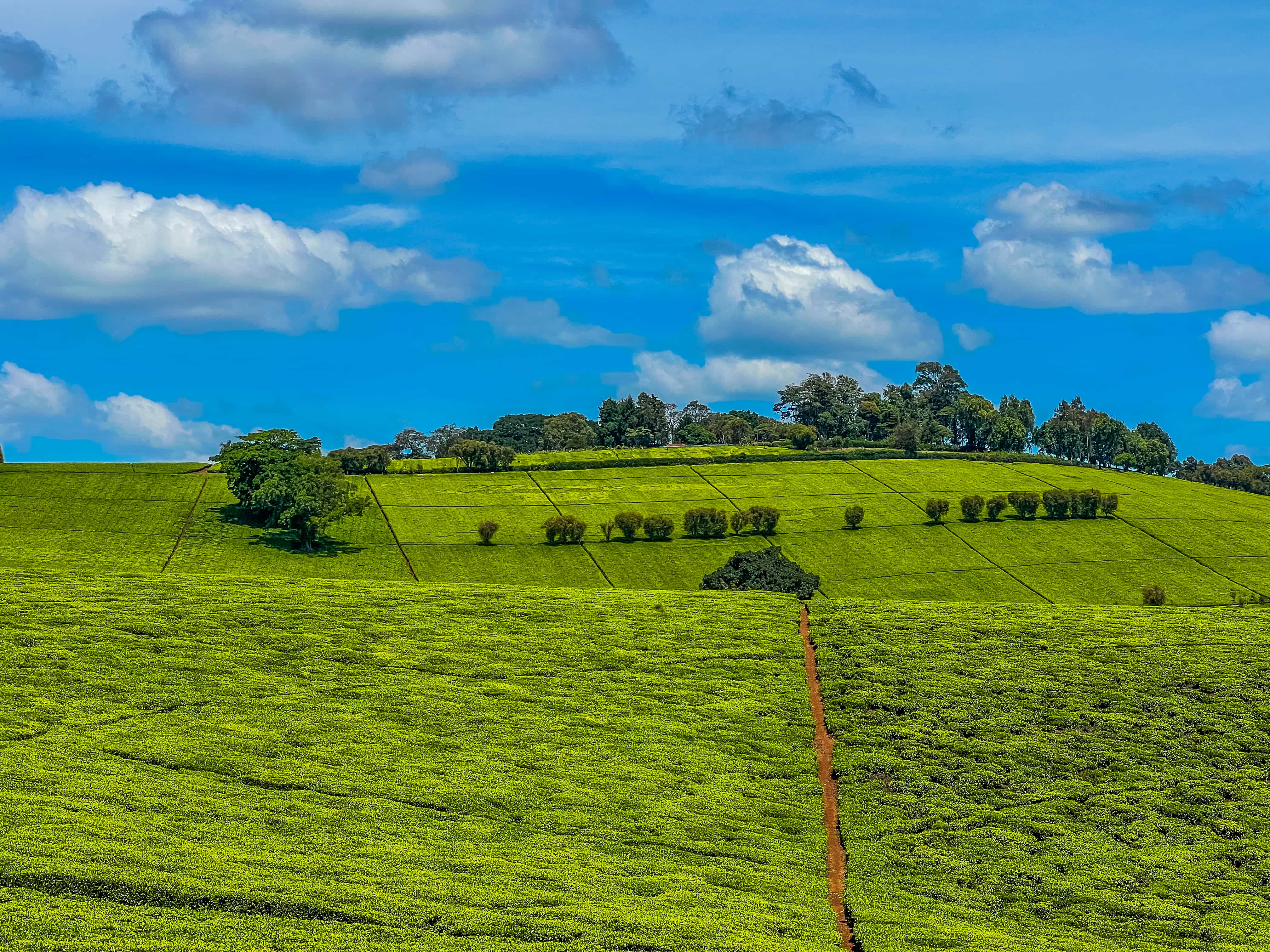 Isanji Village Tigoni: Exclusive Highland Living Amid Tea Plantations