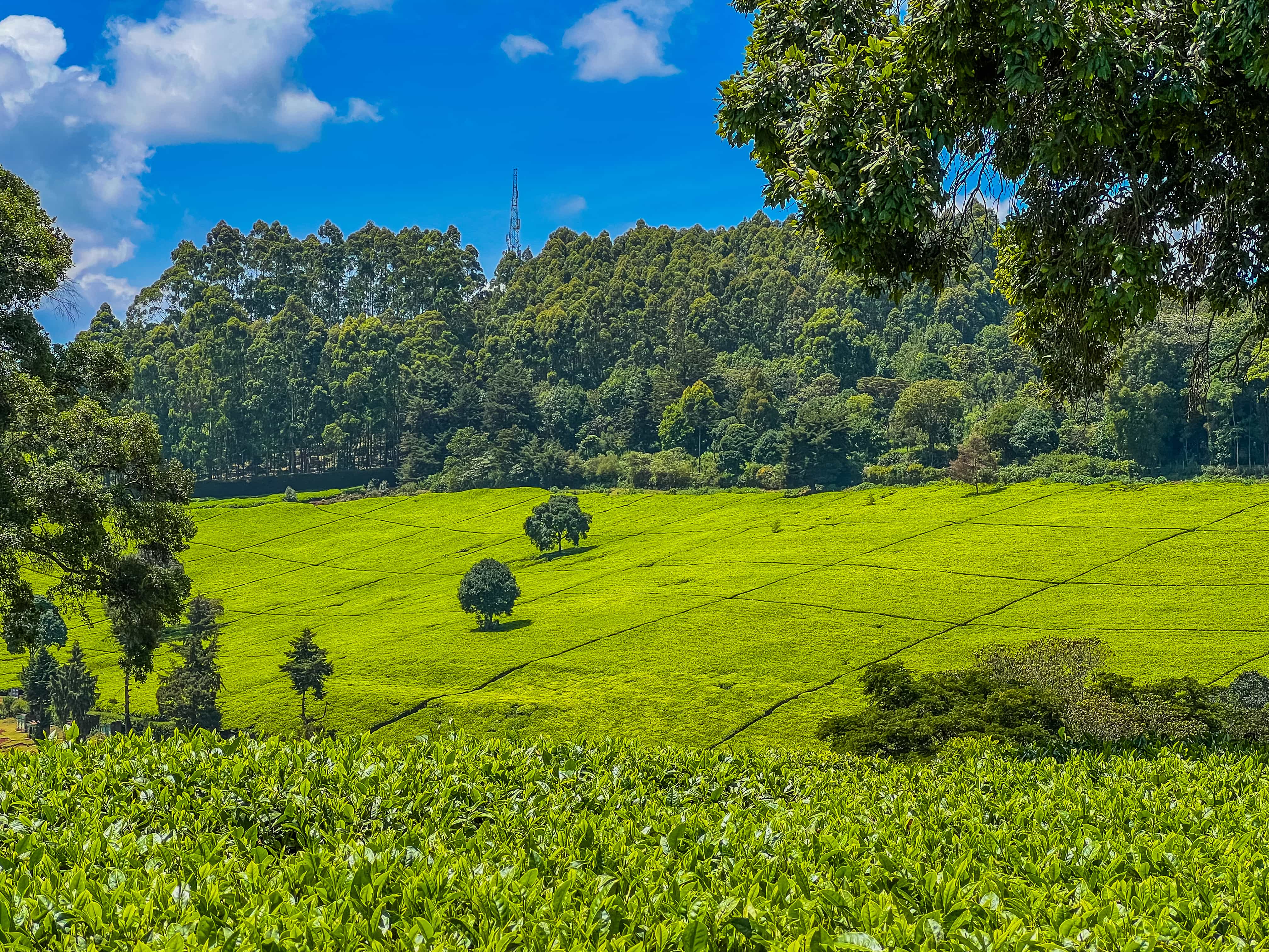 Best Time to Visit Tigoni: Weather, Tea Seasons & Travel Tips