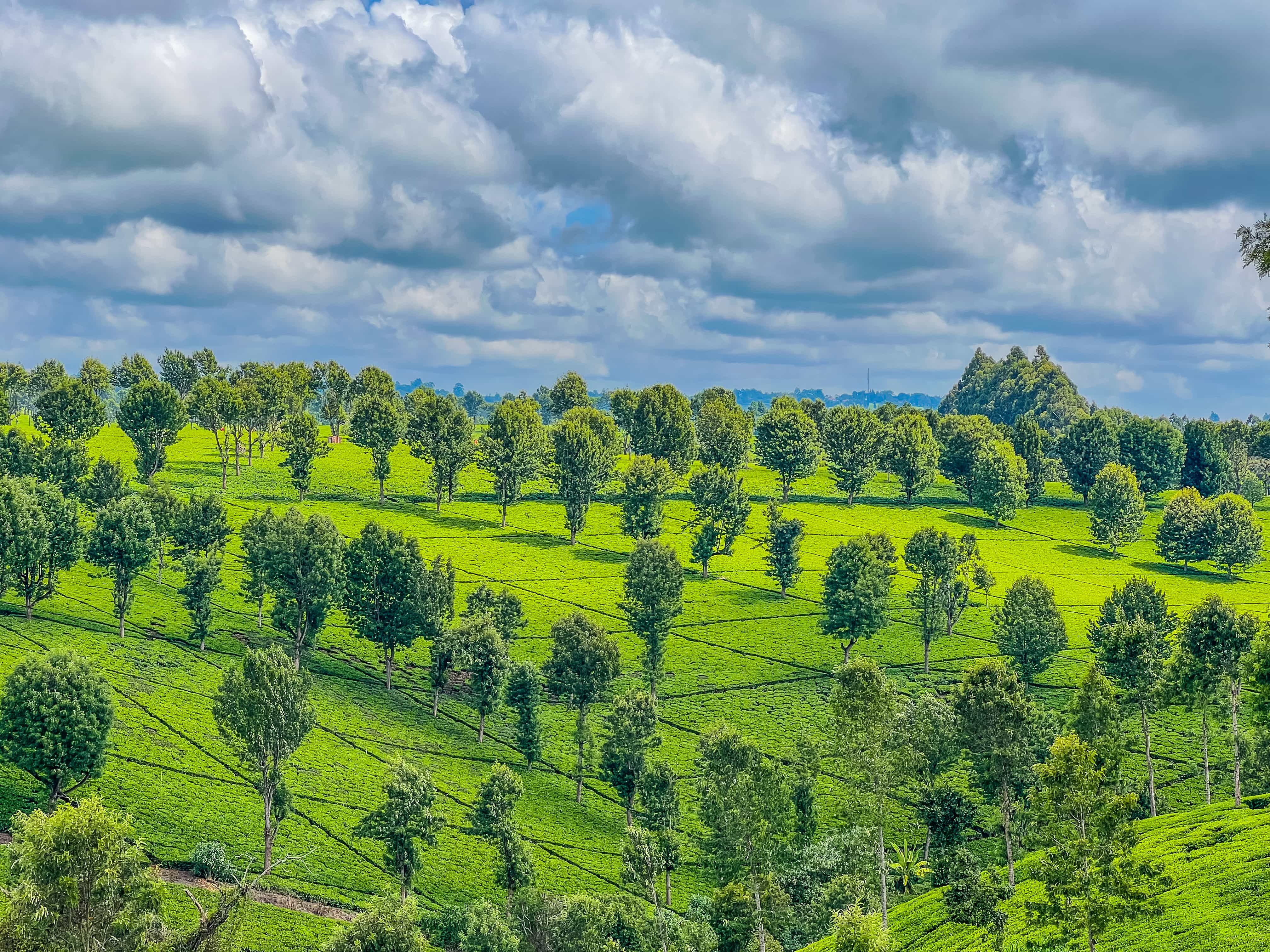Budget Safari Ideas from Nairobi (2026 Guide)