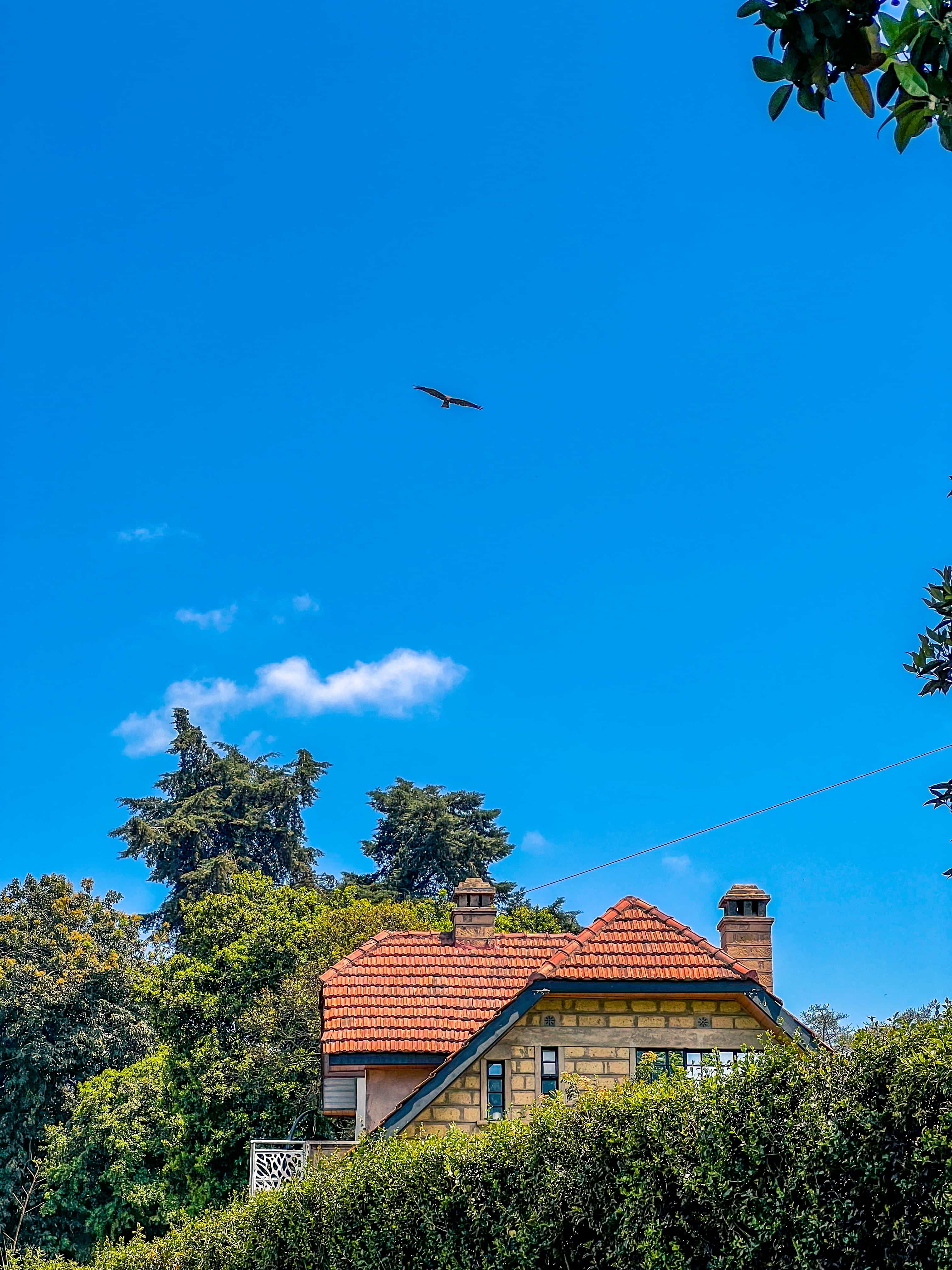 Bird Watching Tours Near Nairobi: Discover Hidden Birdlife In Tigoni