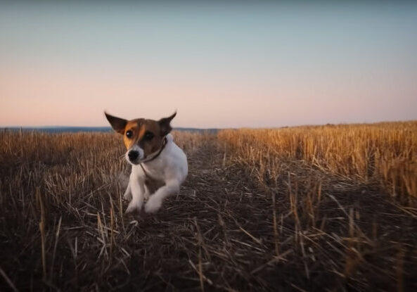 Kuvakaappaus musiikkivideosta kuva: Caribou