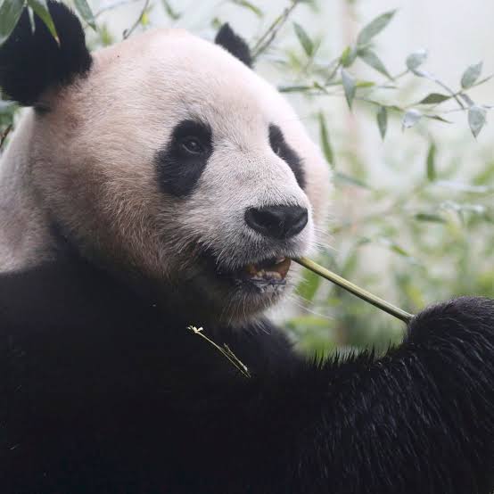 KOI288 | Rumah Panda, Surga Pecinta Satwa Langka
