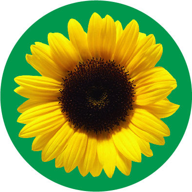 Sunflower image representing people with disability