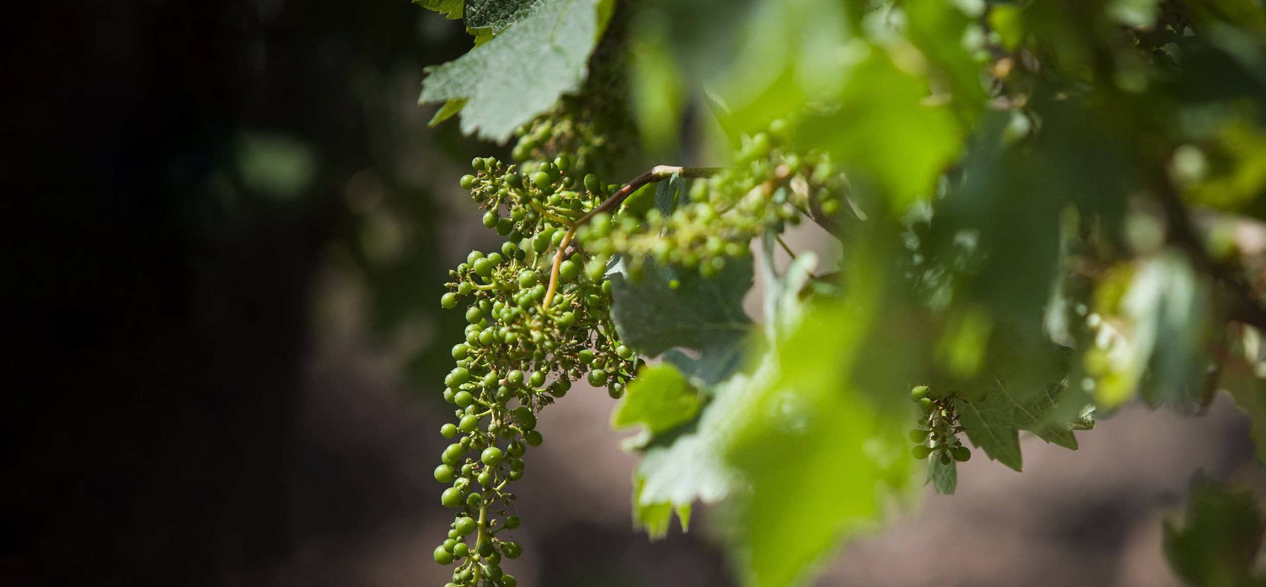 Vineyard - Château Kirwan