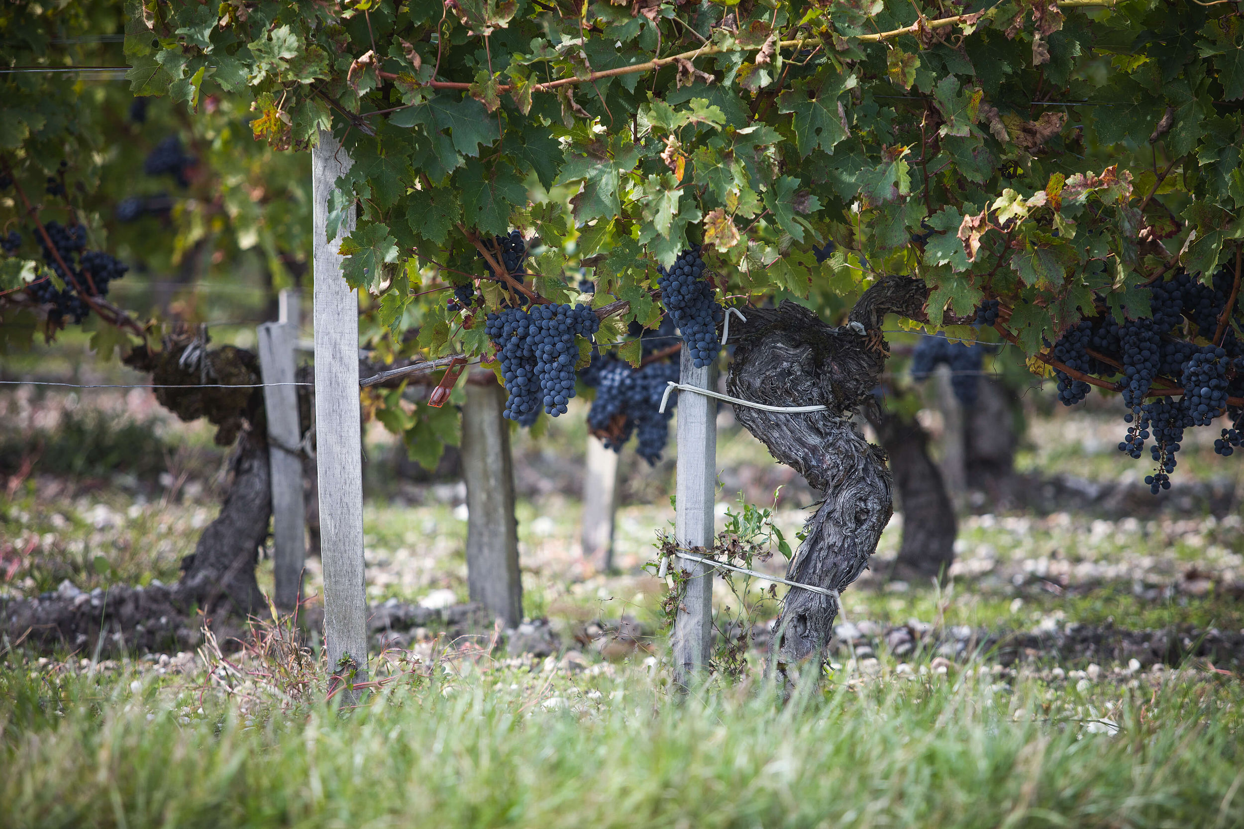 Vineyard - Château Kirwan