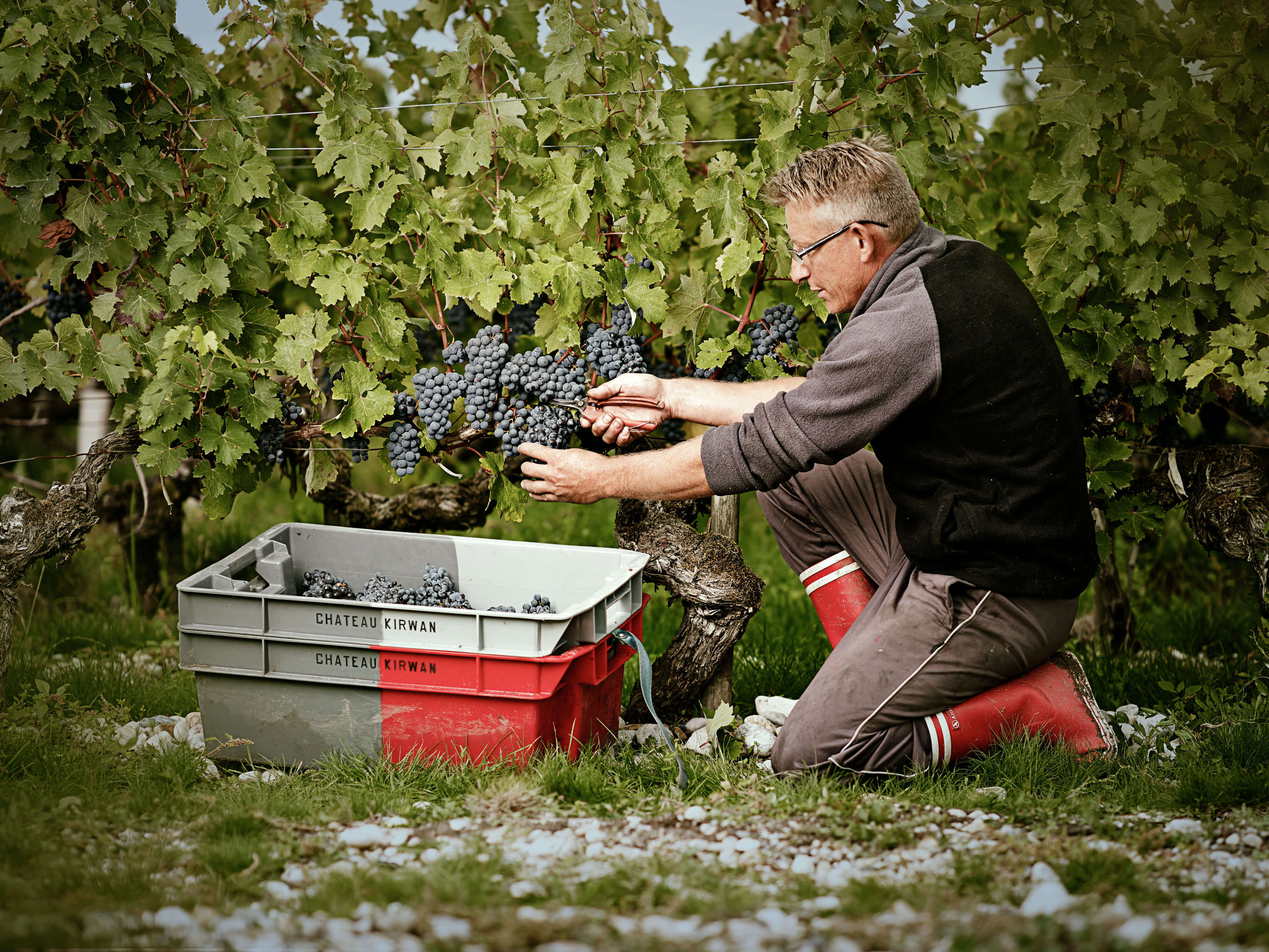 Vineyard - Château Kirwan