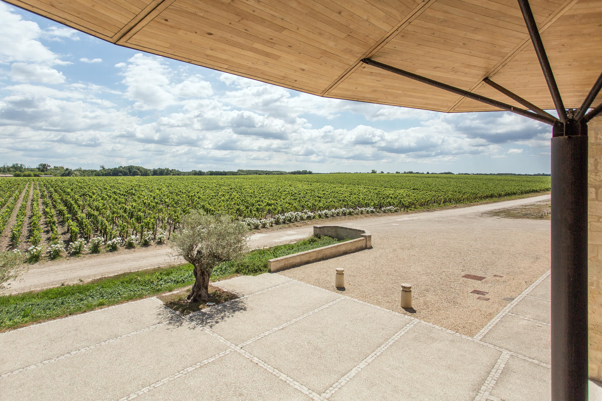 Vineyard - Château Kirwan