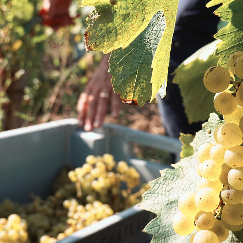 Blanc de Kirwan - Château Kirwan