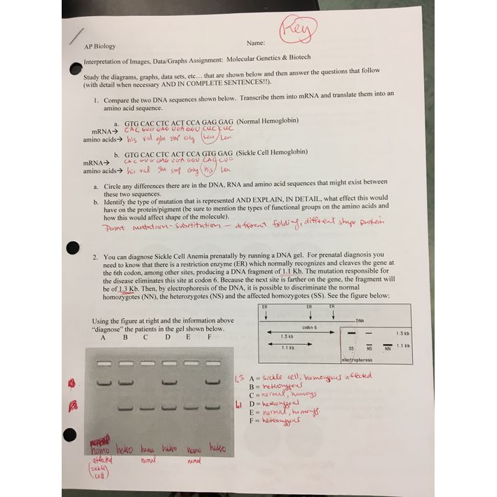 Patched Pogil Activities For Ap Biology Answer Key