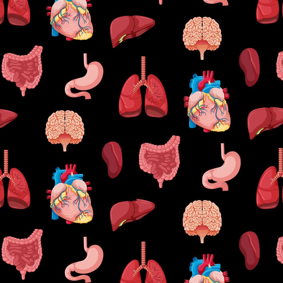 Medicina interna, órganos del cuerpo humano, cerebro, hígado, corazón, intestino, pulmones