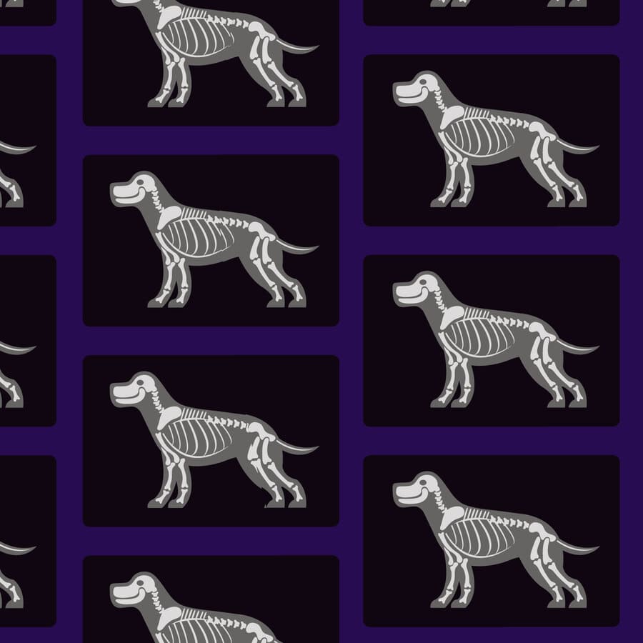 Veterinaria, perro, radiografía, huesos, cuerpo óseo