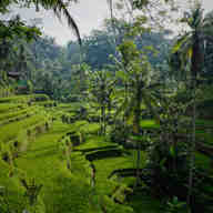 Forest scene in HDR format