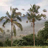 Tree canopy in JPEG format