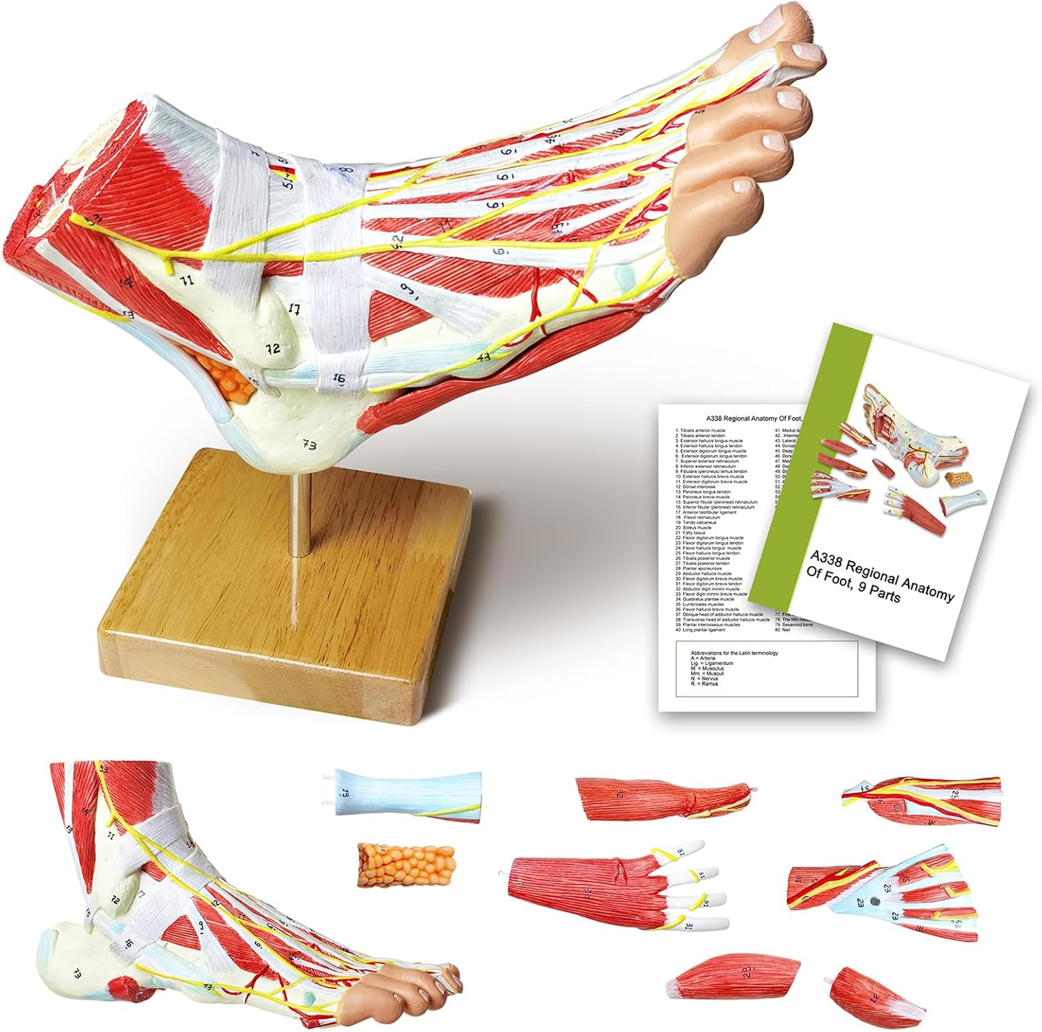 NEW HORIZON Natural Large Foot Anatomical Model 9 Parts with 81 Digital Signs and Corresponding Text Descriptions,Icluding Bones, Muscles, Ligaments, Nerves, and Blood Vessels of The Human Foot image
