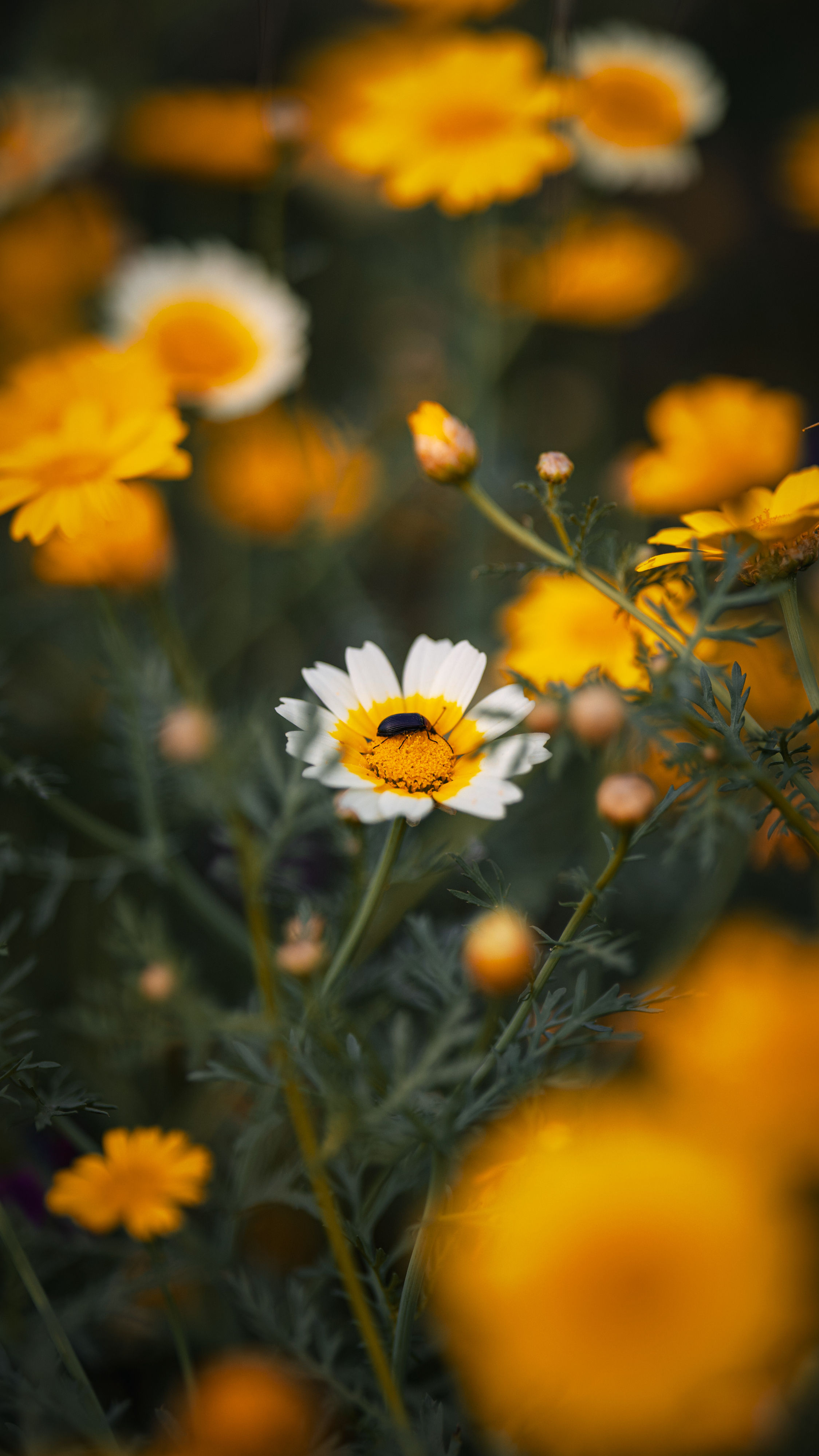 Nature 4