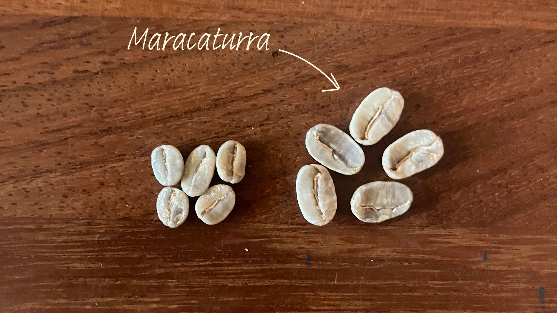 什么是阿拉比卡咖啡豆品种- 咖啡搭子