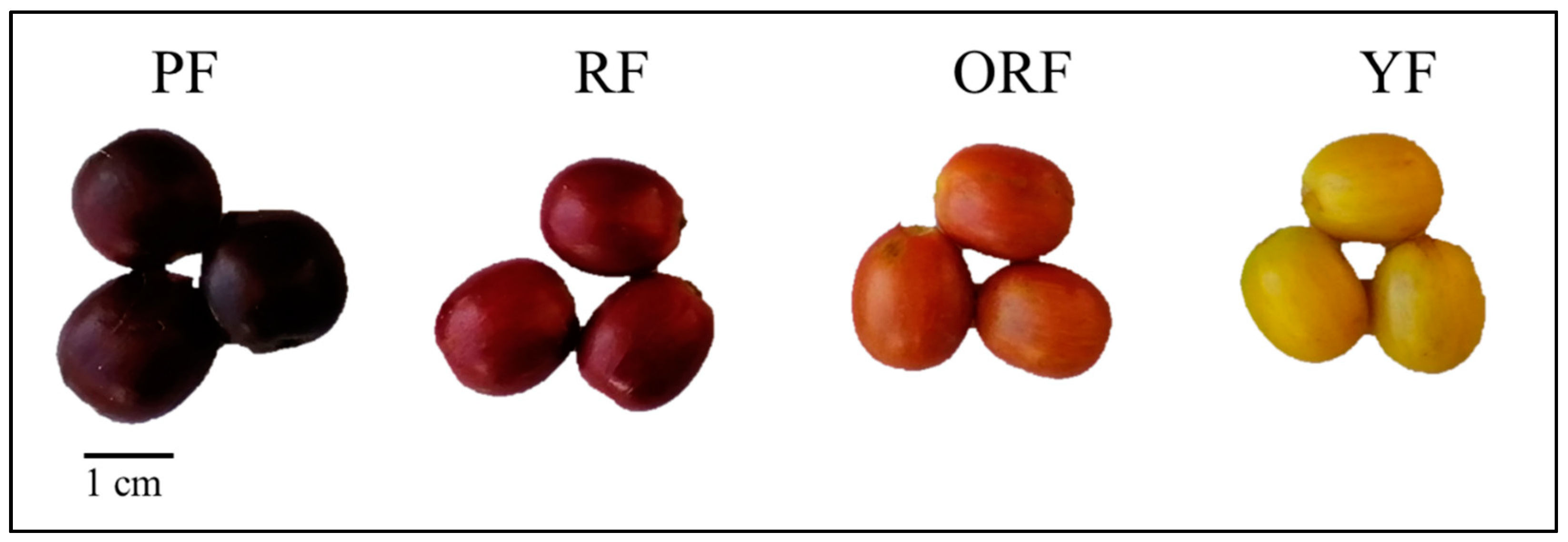 阿拉比卡咖啡波旁品种的抗氧化性研究- 咖啡搭子