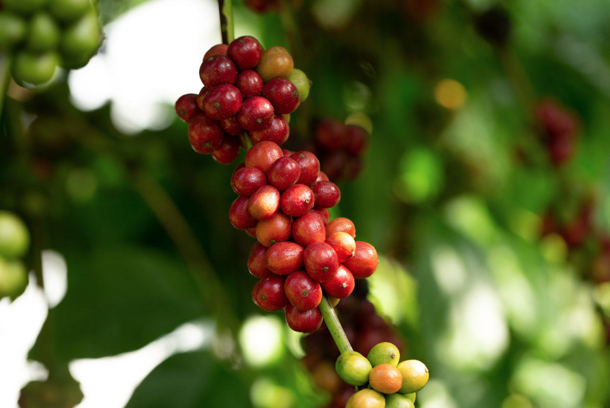 咖啡豆品种：罗布斯塔 (Robusta)