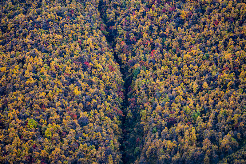 Forest Palette of Kazbegi