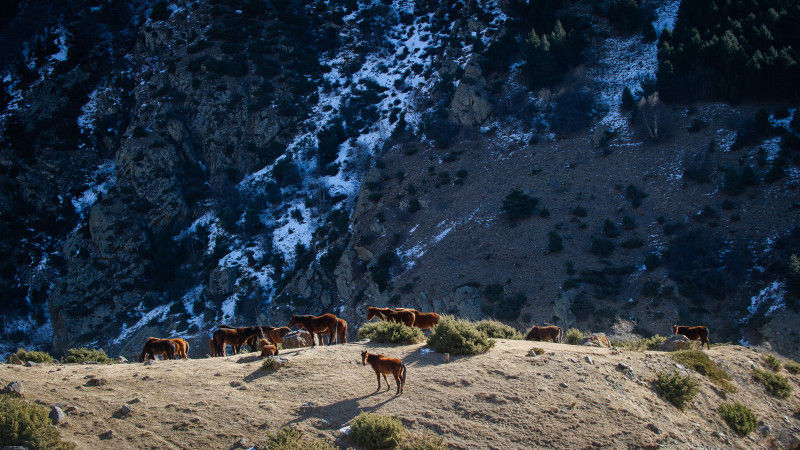 Horses in the wild