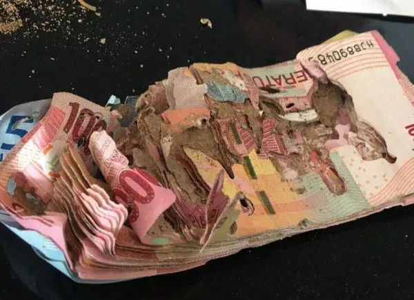 Kenapa Rayap Suka Makan Uang? Simak Penjelasannya