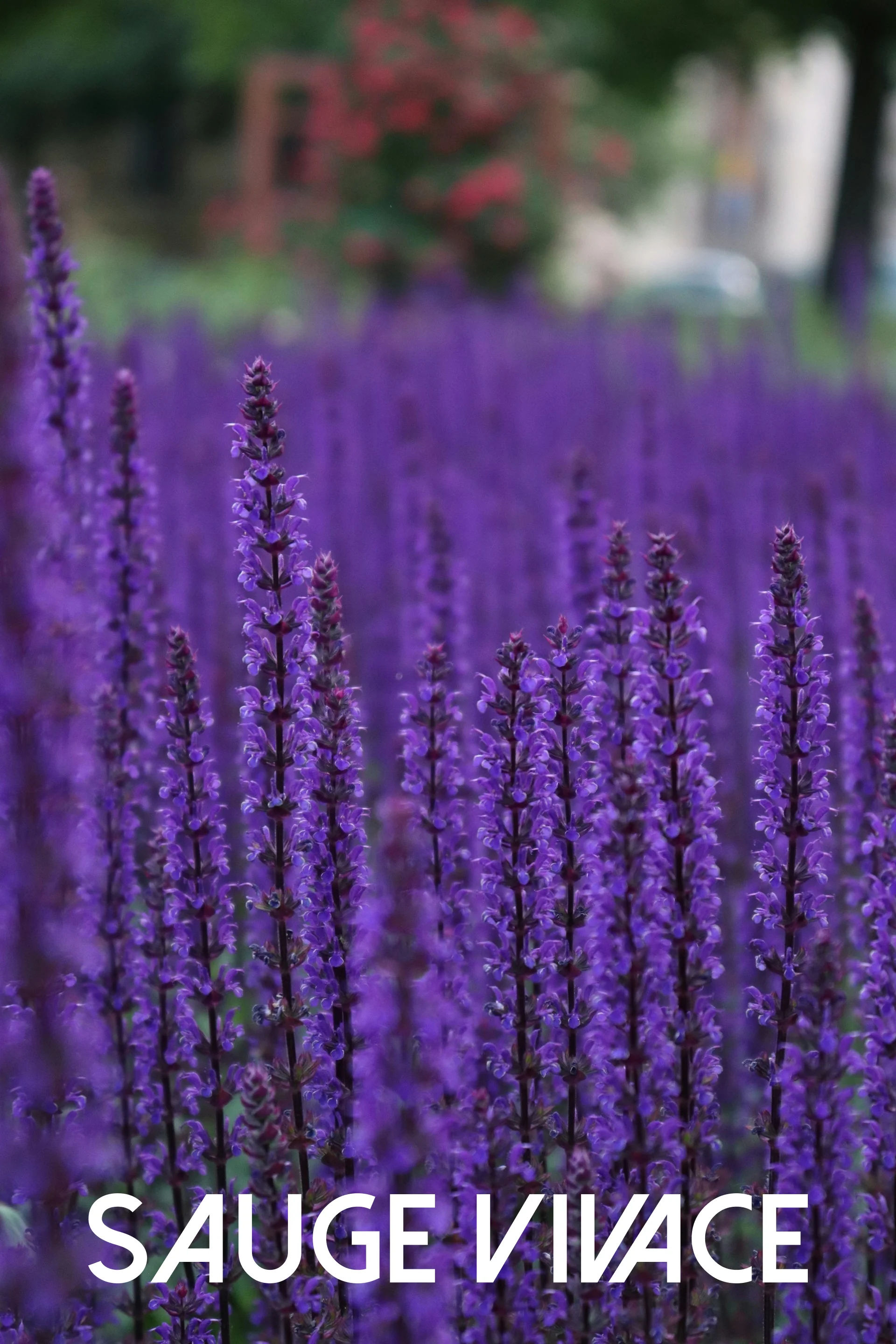 Sauge vivace bleue en fleur dans un massif ensoleillé