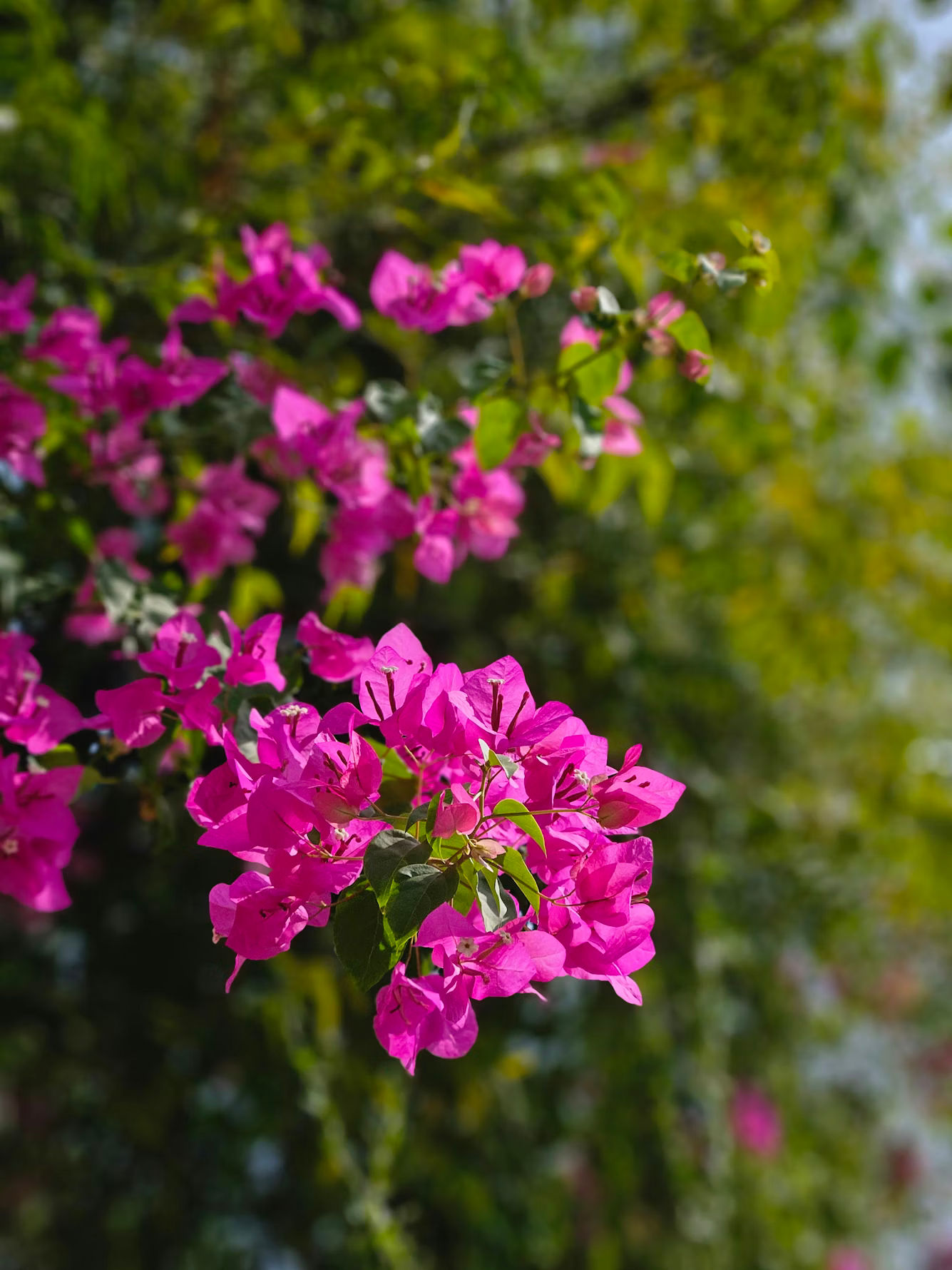 Bougainvillier