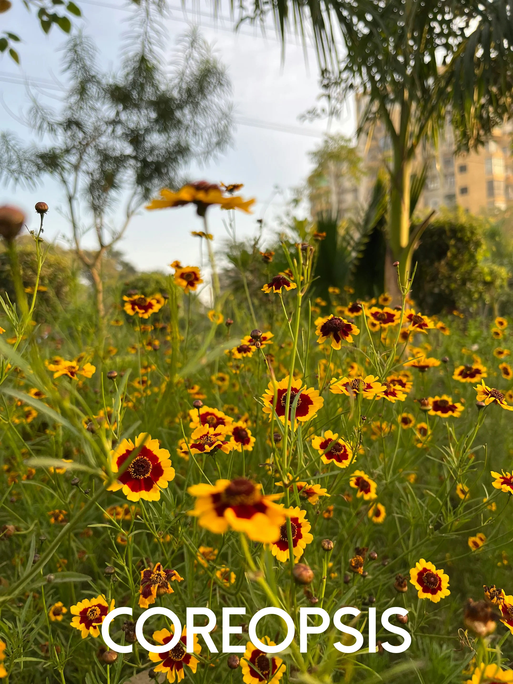 Coreopsis à fleurs jaunes en massif plein soleil
