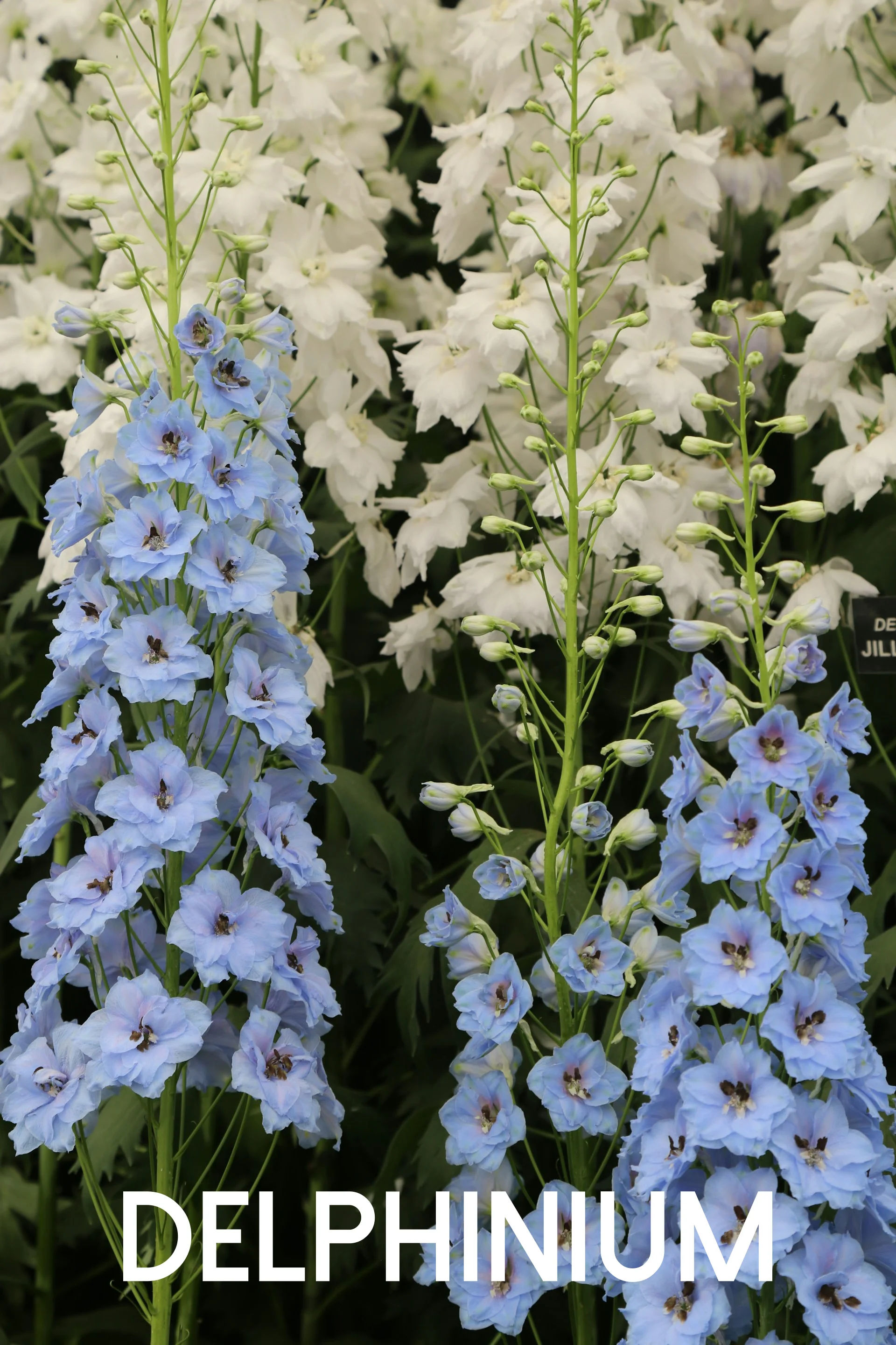 Delphinium bleu haute tige en fond de massif