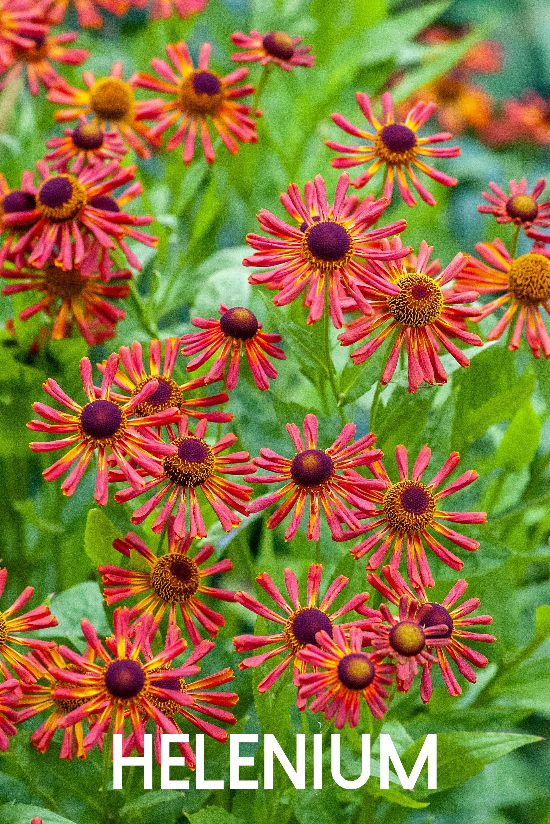 Helenium orange en floraison de fin d'été