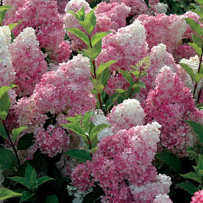 Hortensia paniculé Vanille Fraise pot de 7,5L/10L
