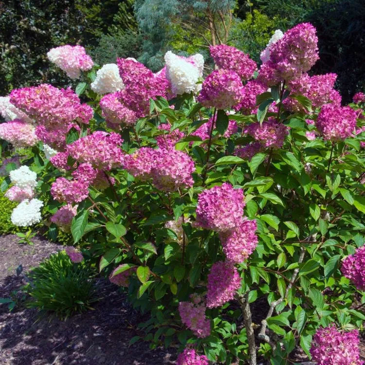 Hortensia paniculé Vanille Fraise en godet