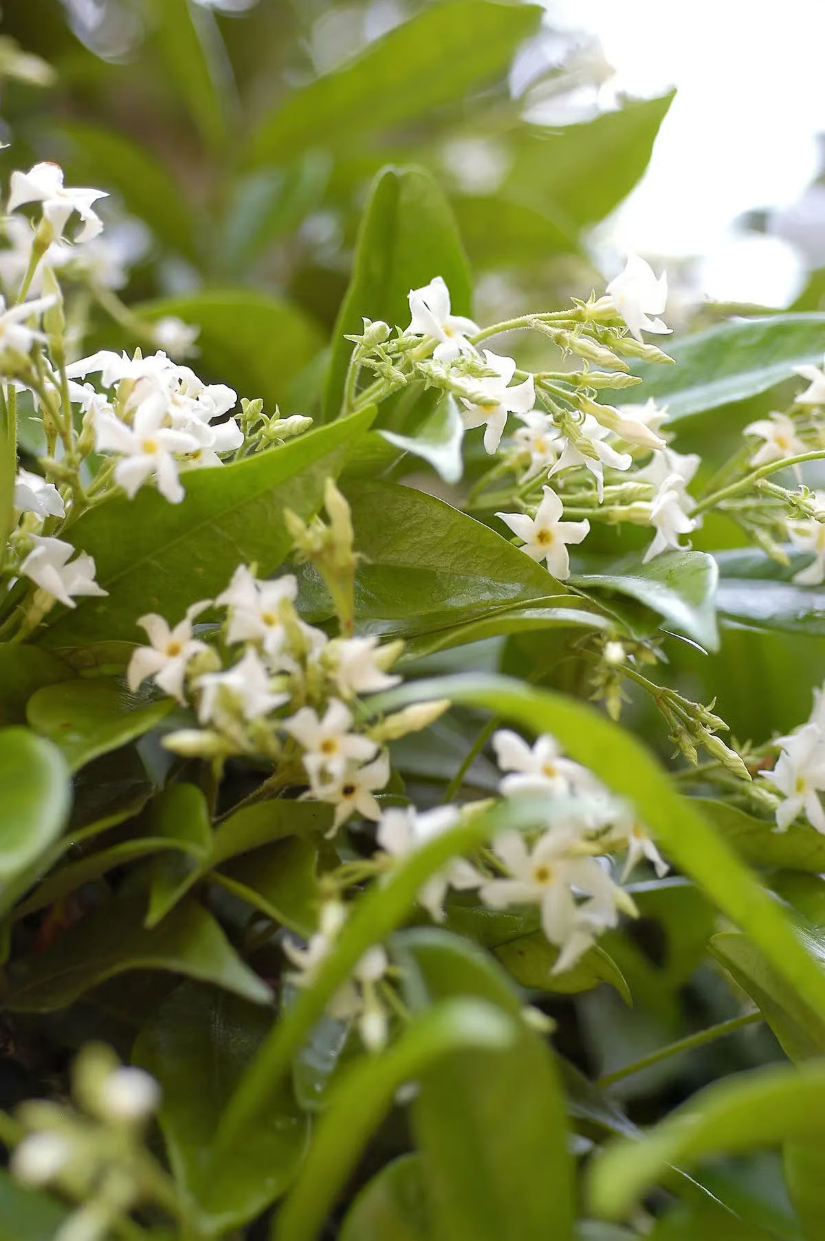 Jasmin étoilé parfumé grimpant, pot de 3 litres