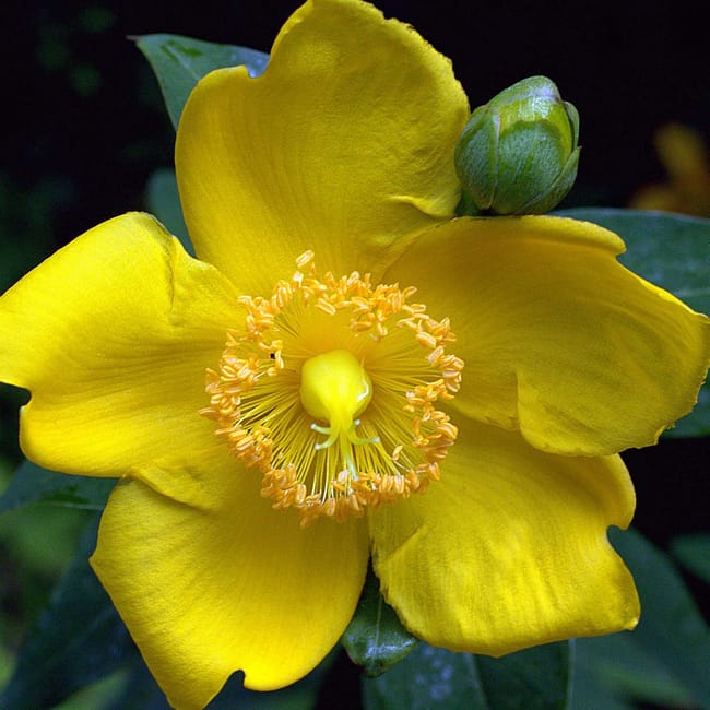 Millepertuis Hidcote pot de 2L/3L